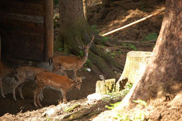 Park Des Dolomites (Borca di Cadore)